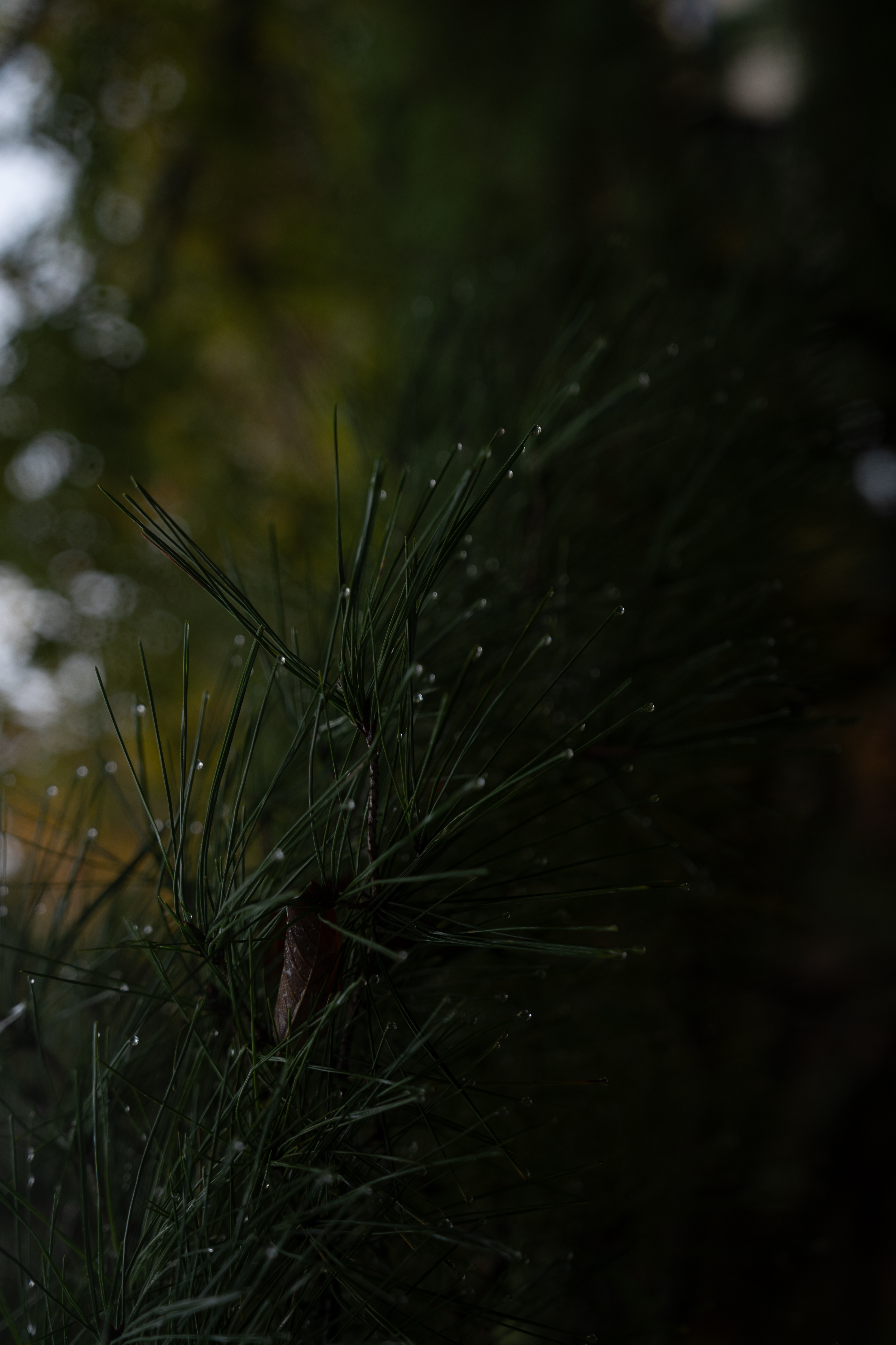 AD Adventure Pack thumbnail 7